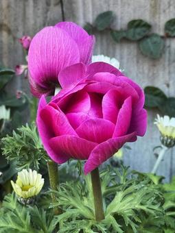 紫の花 紫の花の写真