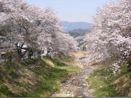 桜並木1 桜並木1の写真