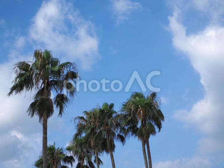 ヤシの木と空02 ヤシの木,フェニックス,空の写真素材
