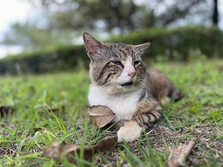 Stray cat, JPG