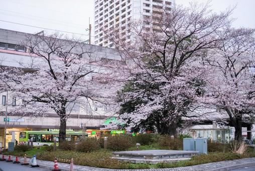 武蔵浦和駅の桜 武蔵浦和,桜,花見の写真素材