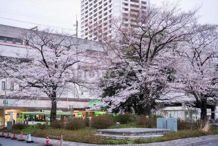 武蔵浦和駅の桜 武蔵浦和,桜,花見の写真素材