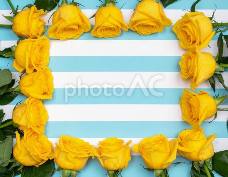水色と白の縞模様背景に黄色いバラの背景 父の日,薔薇,バラの写真素材