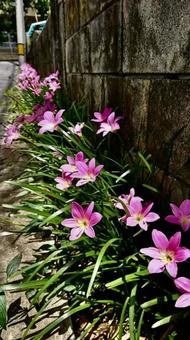 沖縄県宮古島  雨上がりに咲くピンクの花 沖縄県宮古島  雨上がりに咲くピンクの花の写真