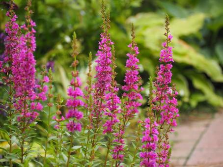 山野草 ミソハギのピンクの花③ 山野草 ミソハギのピンクの花③ ミソハギ,禊萩,盆花の写真素材