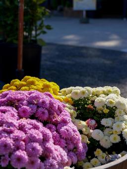 菊 菊,紫,白い花の写真素材