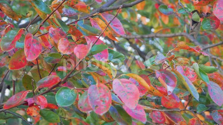 絵画のような色彩の柿の紅葉 カキの紅葉,柿,樹木の写真素材