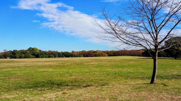 秋の水元公園・広場＆木々の紅葉（葛飾区）の写真