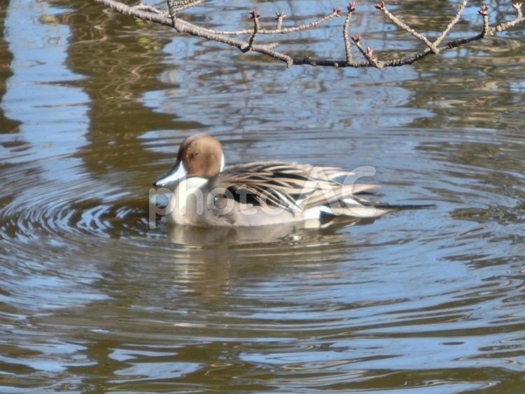 菊田水鳥公園の風景-5 菊田水鳥公園,千葉県習志野市津田沼,池の写真素材
