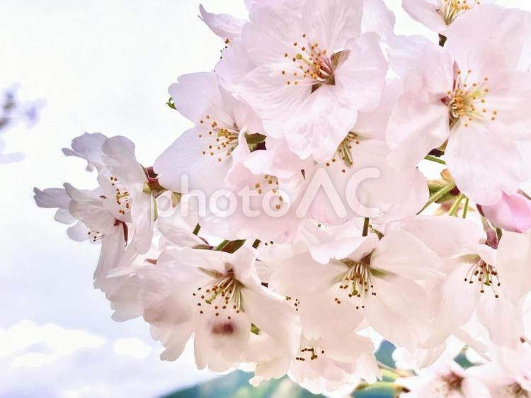 サクラ　春の訪れ 桜,サクラ,春の写真素材
