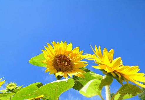 見上げる向日葵 見上げる向日葵 向日葵,ヒマワリ,日差しの写真素材