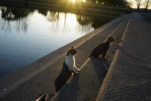 猫 猫の写真