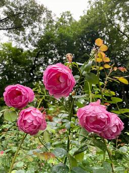 薔薇の花 薔薇の花 薔薇の花,紅,花の写真素材