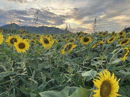 ひまわり ひまわり 香川県,まんのう町,ひまわりの里の写真素材