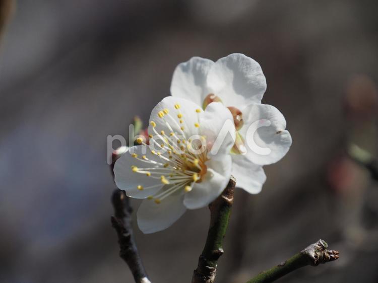 白梅が咲きました 春,植物,花の写真素材
