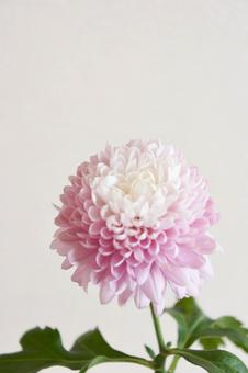 ピンクのマム ピンクのマムの写真