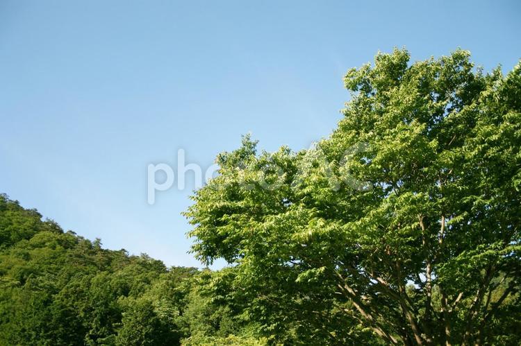 緑の樹木と青い空 樹木,緑,木の写真素材