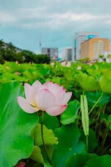 【秋田】千秋公園 蓮の花 2025 【秋田】千秋公園 蓮の花 2025の写真