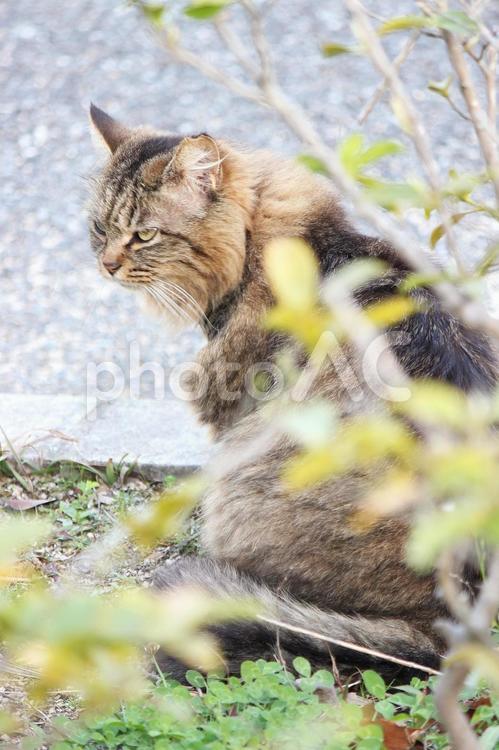 紀三井寺の地域猫 猫,ネコ,ねこの写真素材
