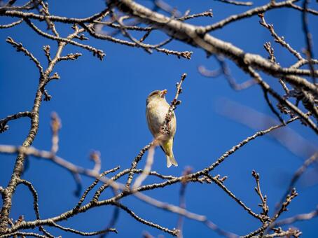 青空に映える小鳥のひととき 小鳥,野鳥,冬の写真素材