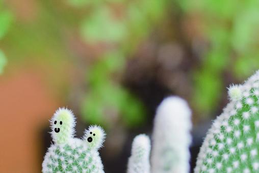 サボテンの親子 サボテンの親子の写真