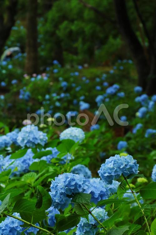 梅雨や紫陽花のイメージ あじさい,紫陽花,梅雨の写真素材