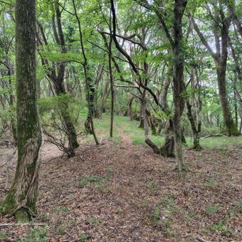 山中の木々 山中の木々 登山,登山道,林道の写真素材