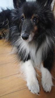 愛犬シェルティ004 愛犬シェルティ004の写真