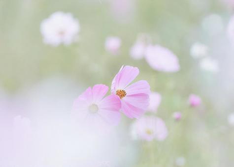 ピンク色のコスモスの花のクローズアップ ピンク色のコスモスの花のクローズアップの写真