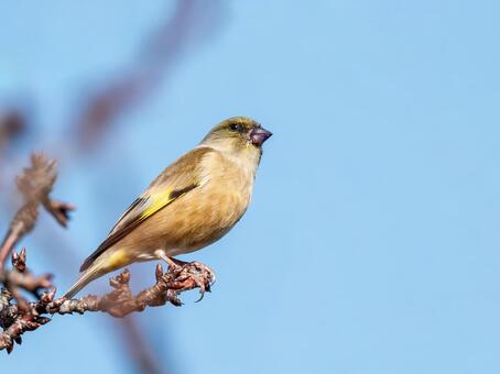 カワラヒワ カワラヒワ,鳥,野鳥の写真素材