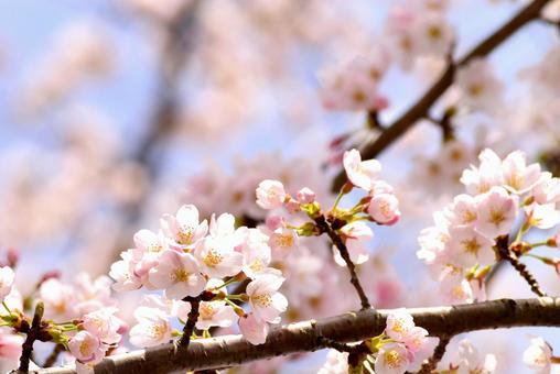 桜14 桜14の写真