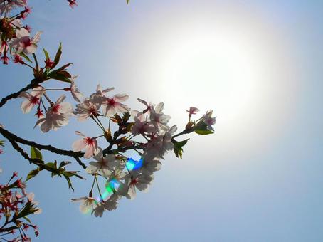 日本の花の写真