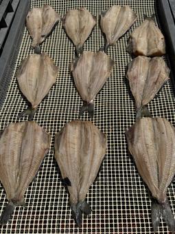 魚の干物 魚の干物,魚,一夜干しの写真素材