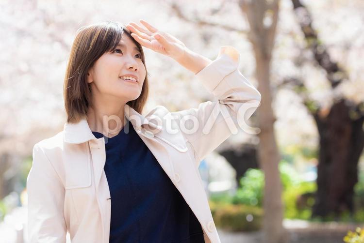 桜の咲く春の屋外にいる笑顔の女性 女性,春,笑顔の写真素材