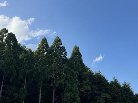 mountain forest-2 mountain forest-2の写真