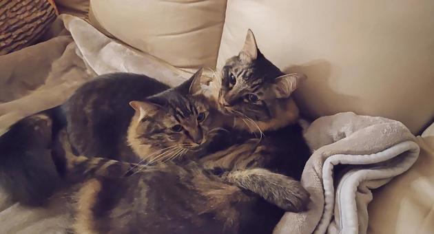 きょうだい猫 きょうだい猫 猫,ねこ,昼寝の写真素材