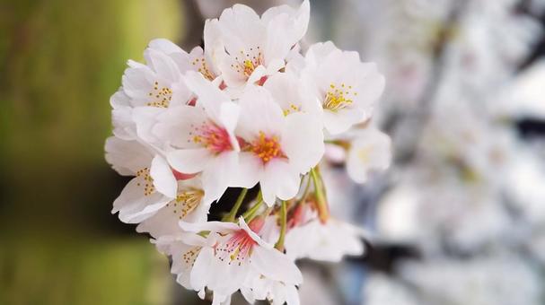 桜 桜の写真