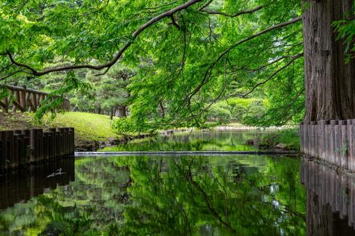 公園の小川のせせらぎ 公園の小川のせせらぎ 小川,せせらぎ,水辺の写真素材