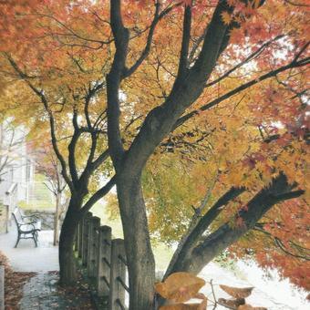 紅葉 紅葉の写真