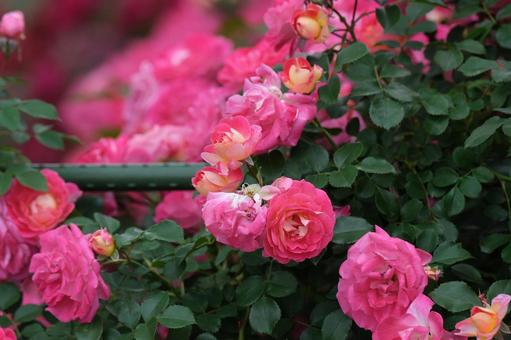 薔薇 薔薇の写真