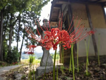 里のお堂に咲く彼岸花 里のお堂に咲く彼岸花の写真