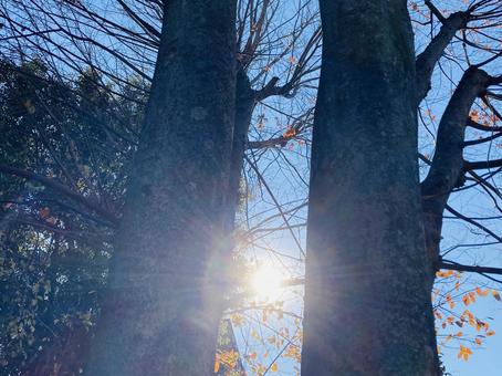 冬の空と太陽 冬の空と太陽の写真
