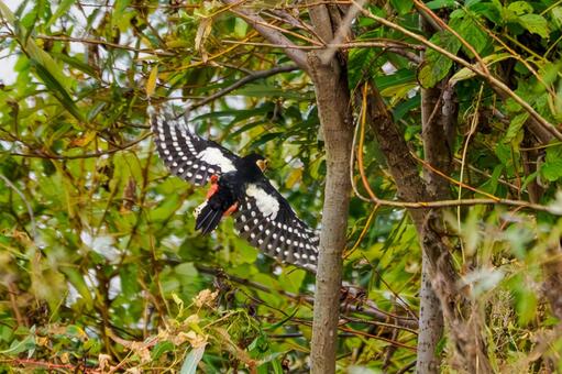 アカゲラ(22) 鳥,アカゲラ,キツツキの写真素材