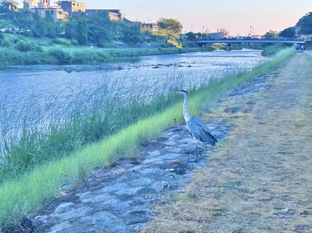 鴨川とサギ 鴨川とサギ 川,風景,京都の写真素材