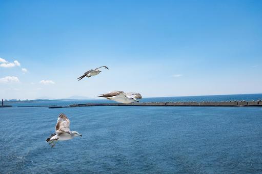 海上を飛ぶ複数のウミネコ 海上を飛ぶ複数のウミネコ ウミネコ,野鳥,海の写真素材
