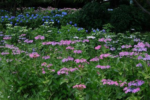 Blooming in the rain, hydrangea, flower, hydrangea plant, JPG