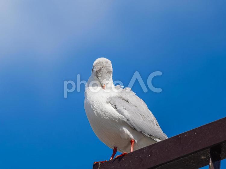 羽の手入れをするユリカモメ ユリカモメ,野鳥,鳥の写真素材