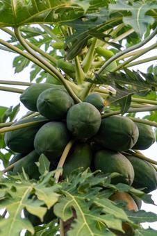 奄美大島　パパイヤの木の写真