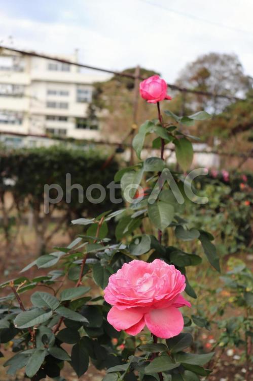 フランス生まれのピンクの薔薇、ピンクパンサー 薔薇,花,植物の写真素材