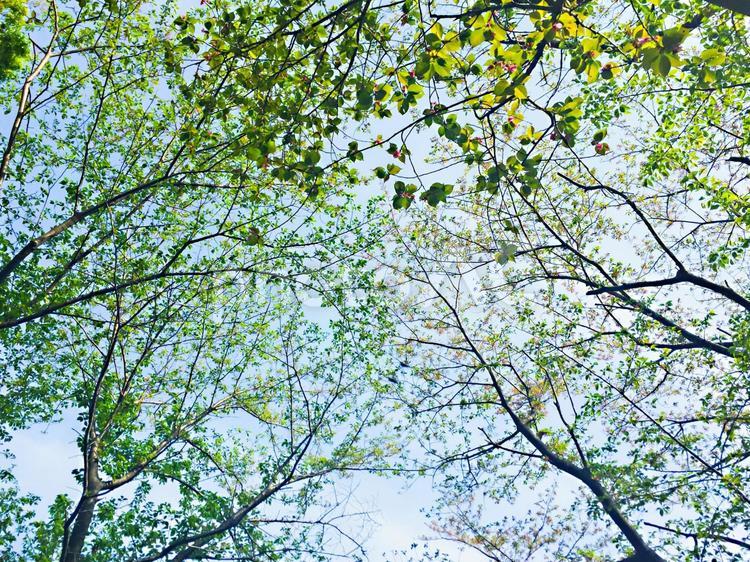木々を見上げる 森,空,木の写真素材